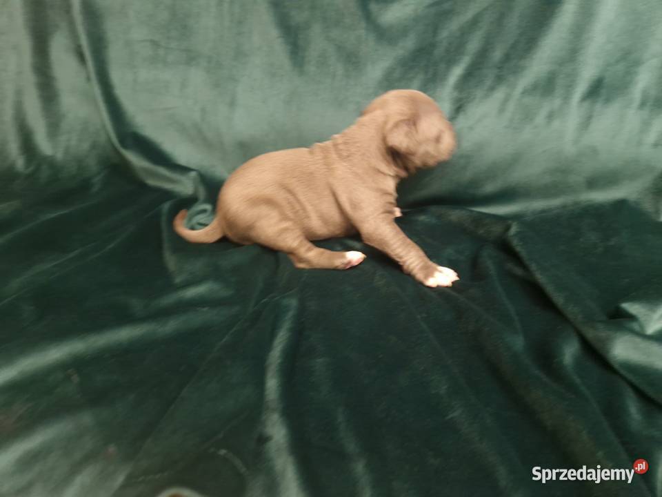 American Staffordshire Terrier Amstaff