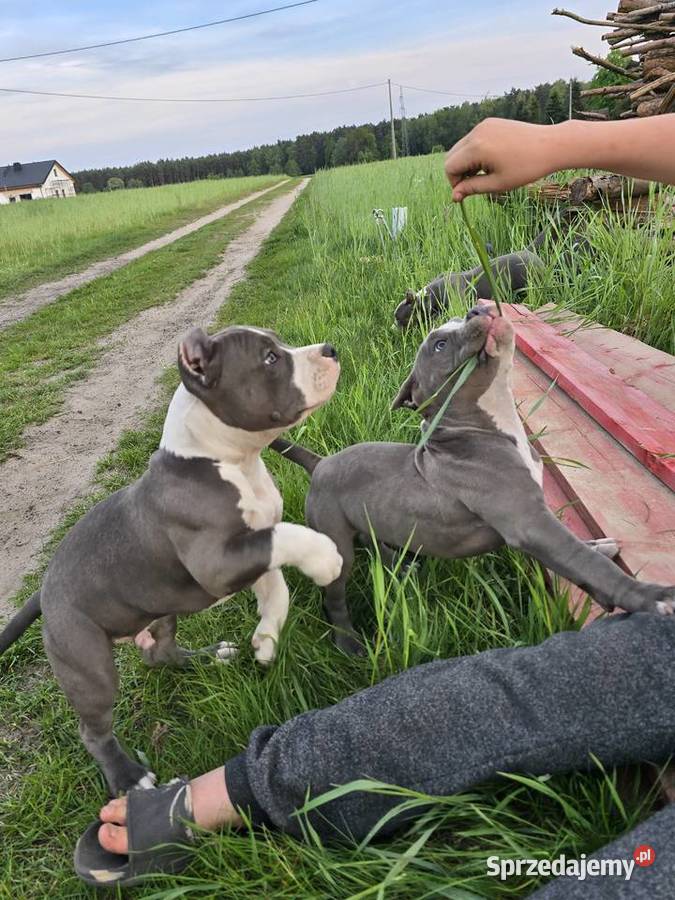 American bully wielkopolskie Opalenica