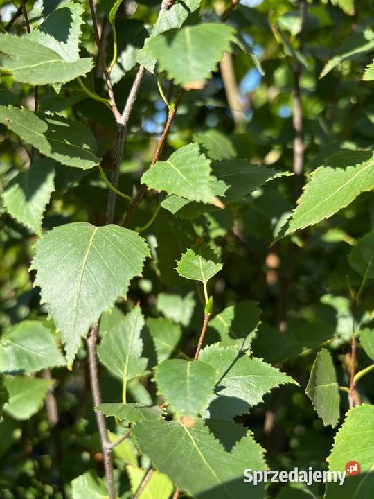 Brzoza brodawkowata Fastigiata 300 brzoza Sompolno