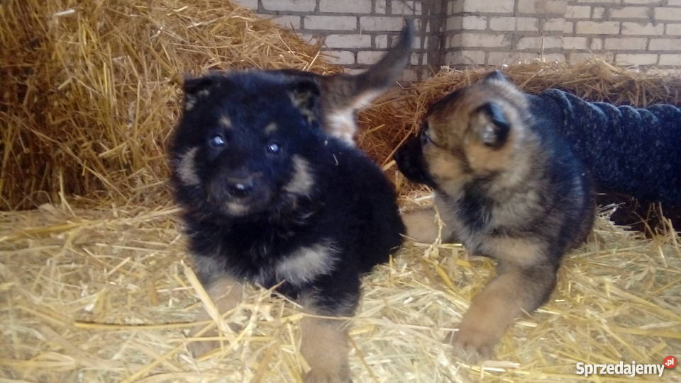 Szczenieta Owczarek Niemiecki Owczarek Zamość sprzedam