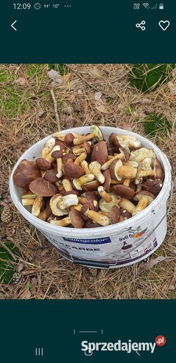 Sprzedam grzyby podgrzybki wielkopolskie