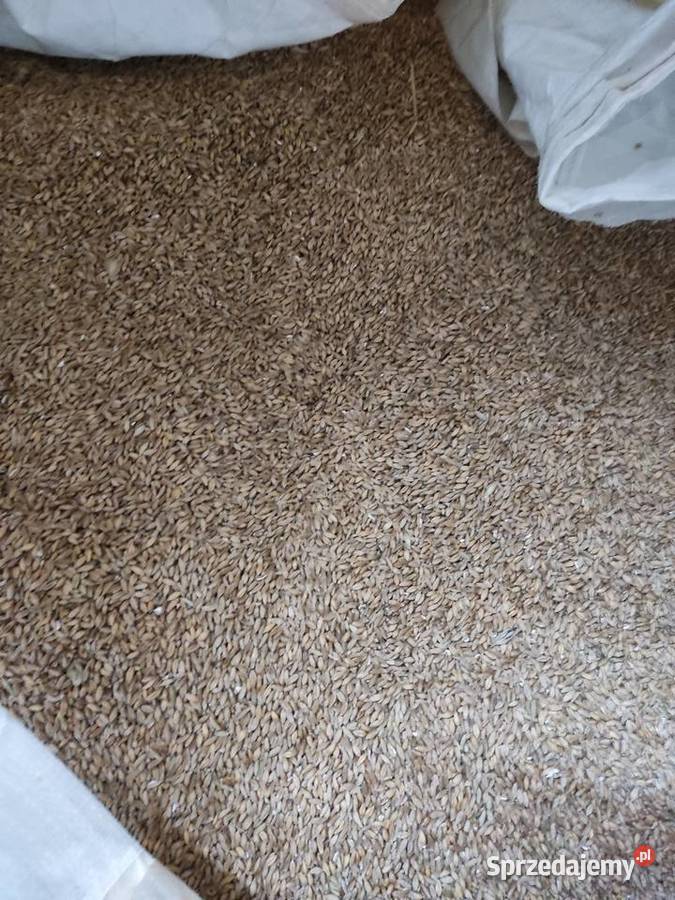 Pszenżyto melomam pierwszy centrali sprzedam