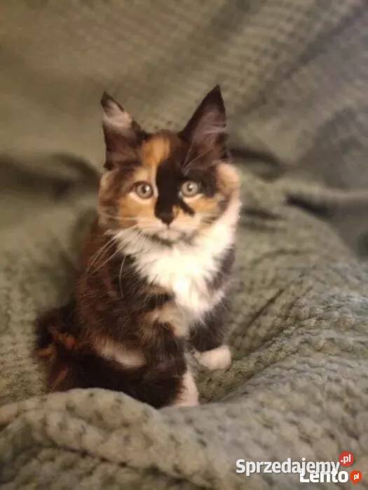 Kotka Maine Coon Rodowód FPL sprzedam