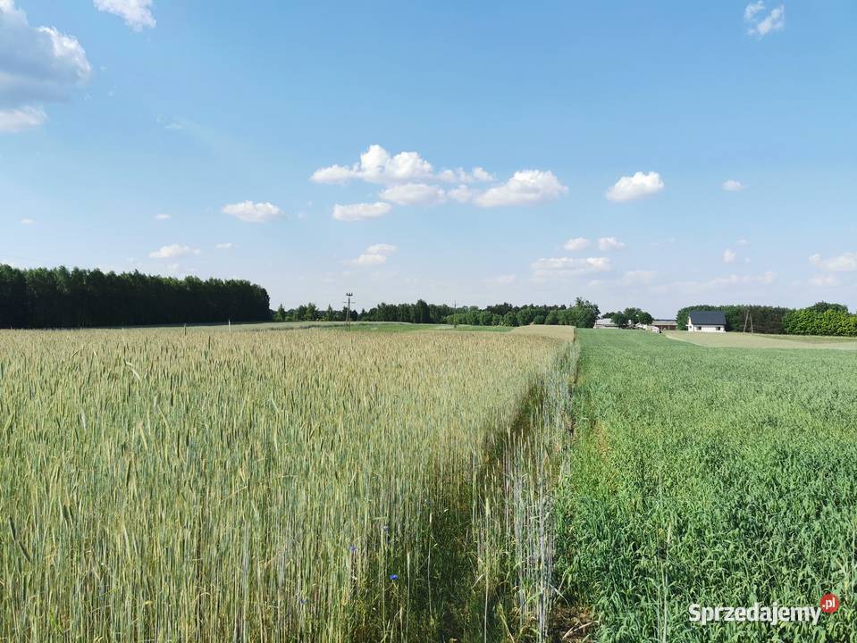 SZUMLIN Działki rekreacyjne z warunkami zabudowy
