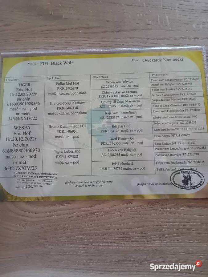 Sprzedam owczarka niemieckiego Niedrzwica Kościelna sprzedam