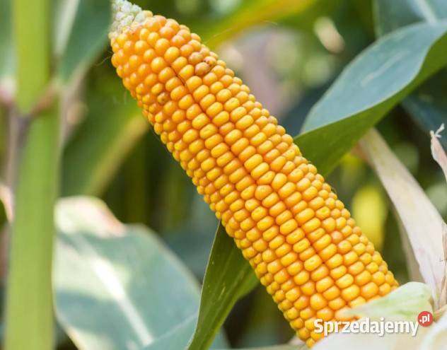 kukurydza SM Pulsar NOWOŚĆ kiszonkowy gigant Golub-Dobrzyń