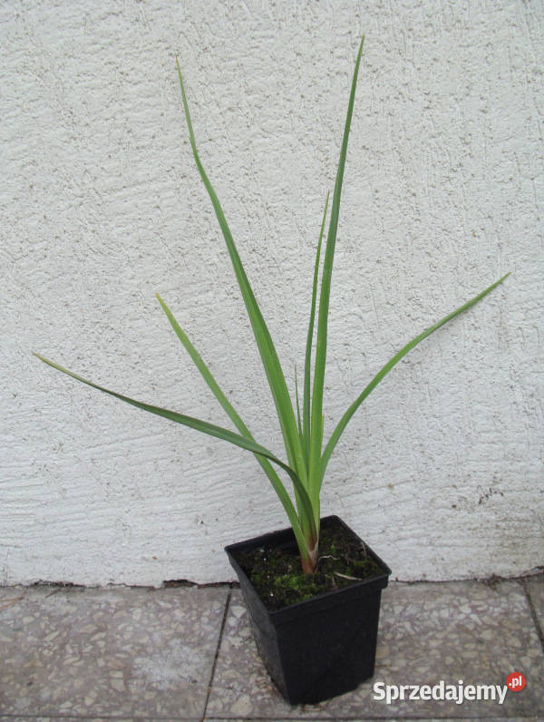 TRYTOMA Grandiflora Mixture sadzonki w Ustronie