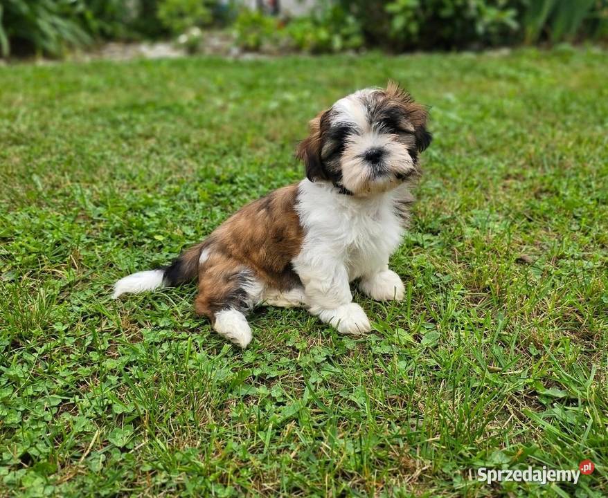 Piękne szczenięta Shih Tzu Shih Tzu