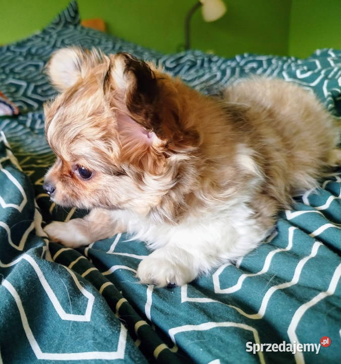 Maleńka sunia chihuahua Konin