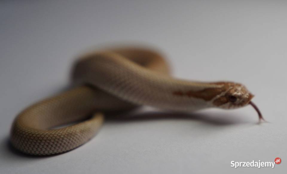 Wąż Heterodon nasicus Toffee Superconda Samica Gdańsk