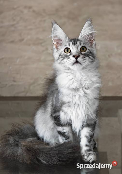 Maine Coon kotka rodowód fpl Olkusz