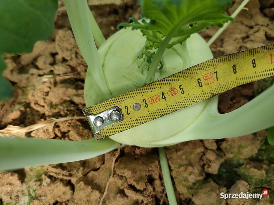 Kalarepa młoda Proszowice