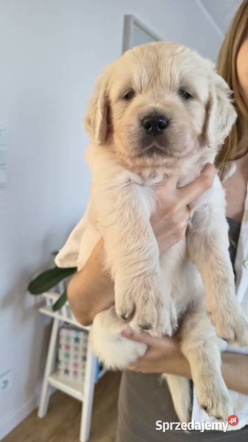 Szczenię Golden retriever sprzedam