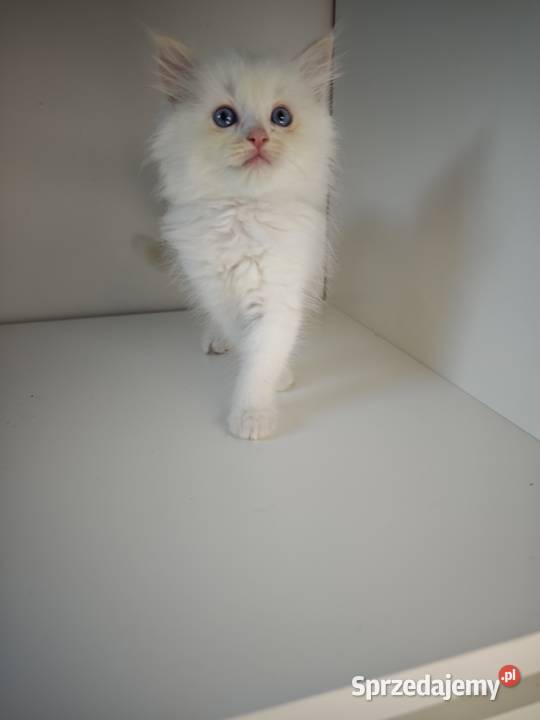 Ragdoll Kocięta Kołaków