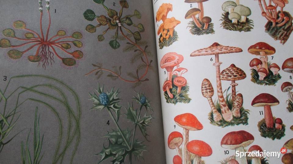 Ksiązki przyrodnicze przyroda las Bianki Łódź