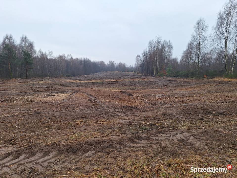 Wycinka drzew Czyszczenie działek Mulczowanie Karczowanie i usuwanie drzew Myszków