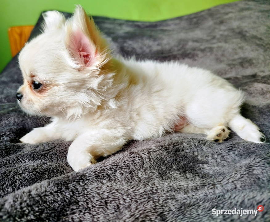 Chihuahua maleńki piesek wielkopolskie Konin