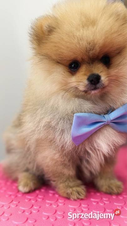 Pomeranian mini BoboTyp Misia pomorskie Kolbudy
