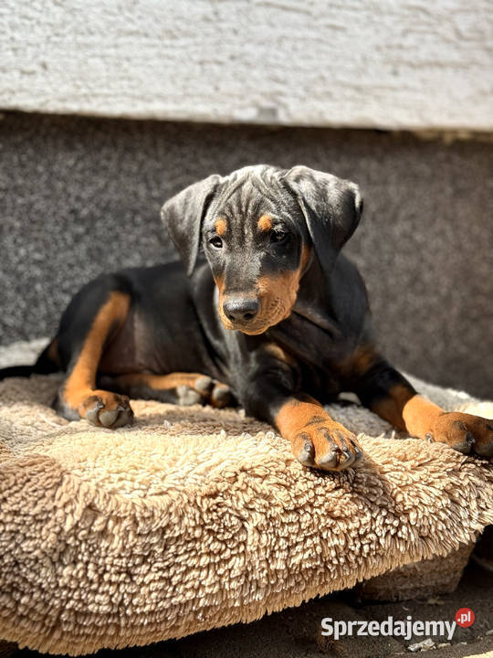 Pinczer średni niemiecki FCI championach Wrocław