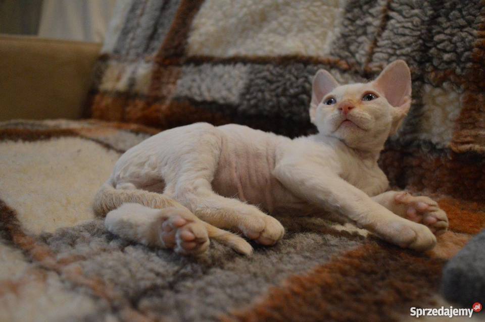 Devon Rex śliczne kocięta championie Warszawa