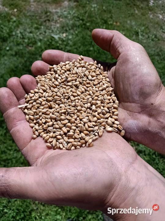 Pszenica 2025 Łubno