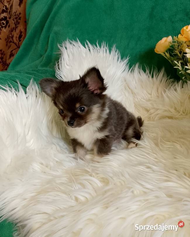 Chihuahua chłopiec długowłosy Chihuahua