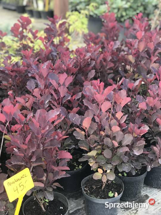 Perukowiec Royal Purple 40 Rośliny Anieliny
