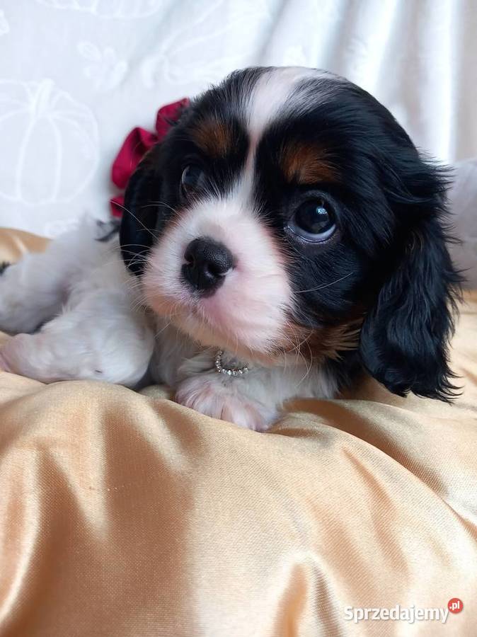 Cavalier King Charles Spaniel Cavalier King Charles Spaniel Strzelce Opolskie