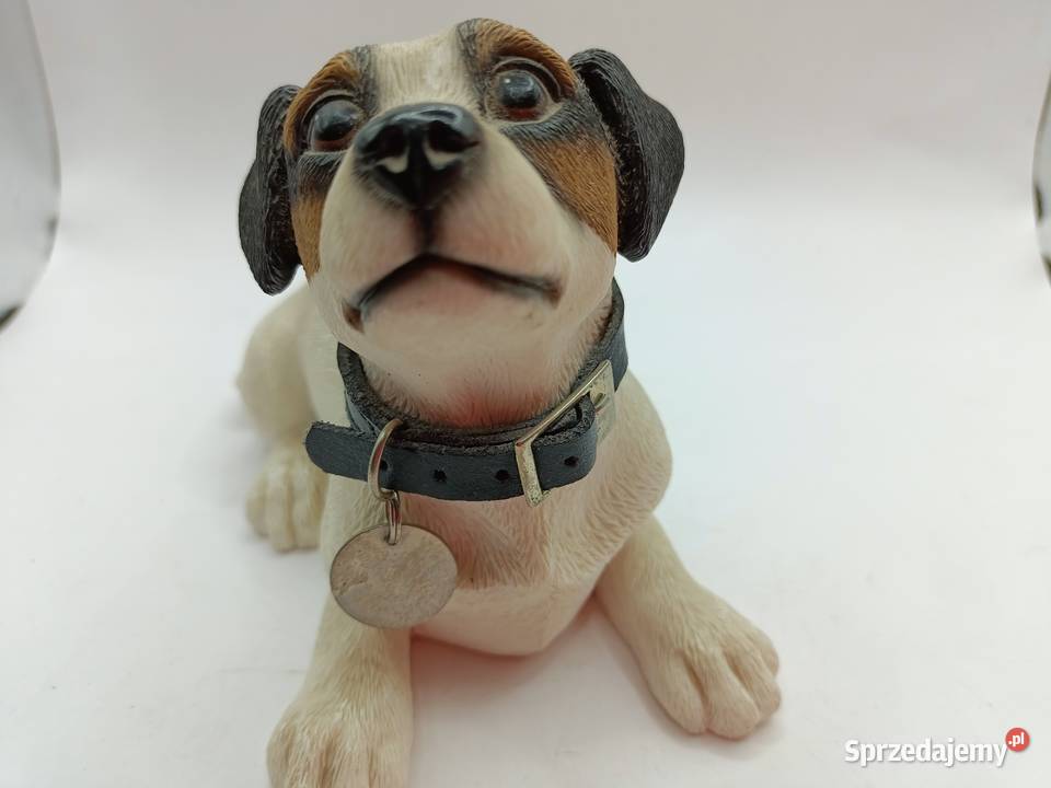 Pies Leonardo Jack Russell terrier Zamość