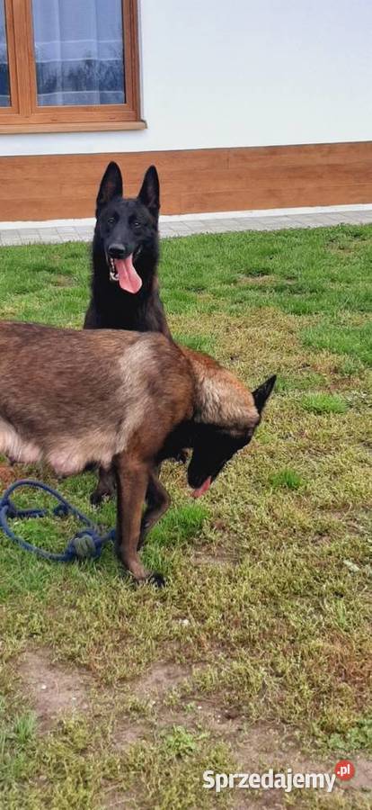 Owczarek Belgijski Malinois FCI dolnośląskie Wrocław