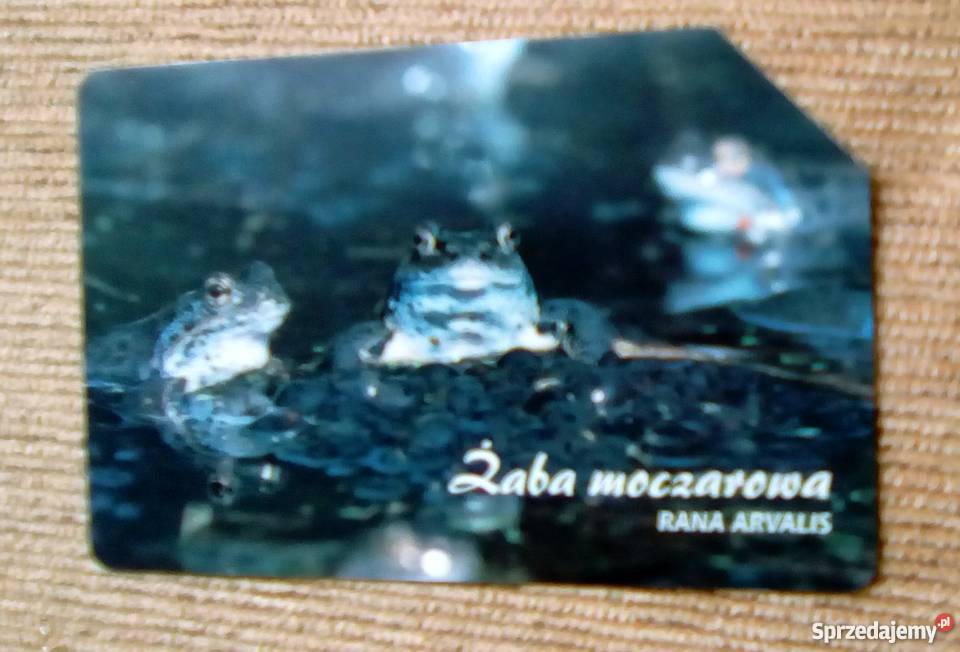 ŻABA MOCZAROWA RANA ARVALIS Piszczac