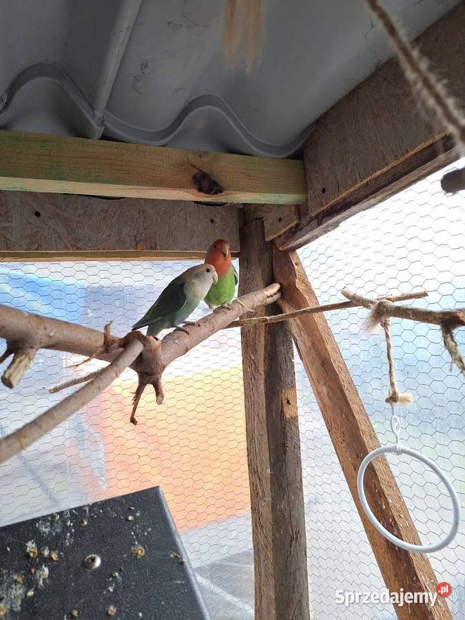 Nierozłączki parka Dzierzbin