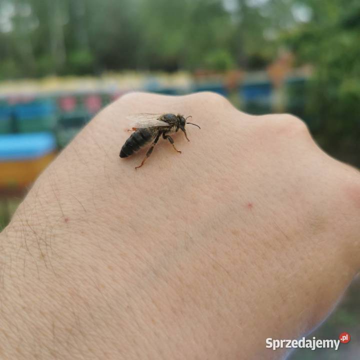 5 NIEunasiennionych matek Kraińskich 2 Perner 3