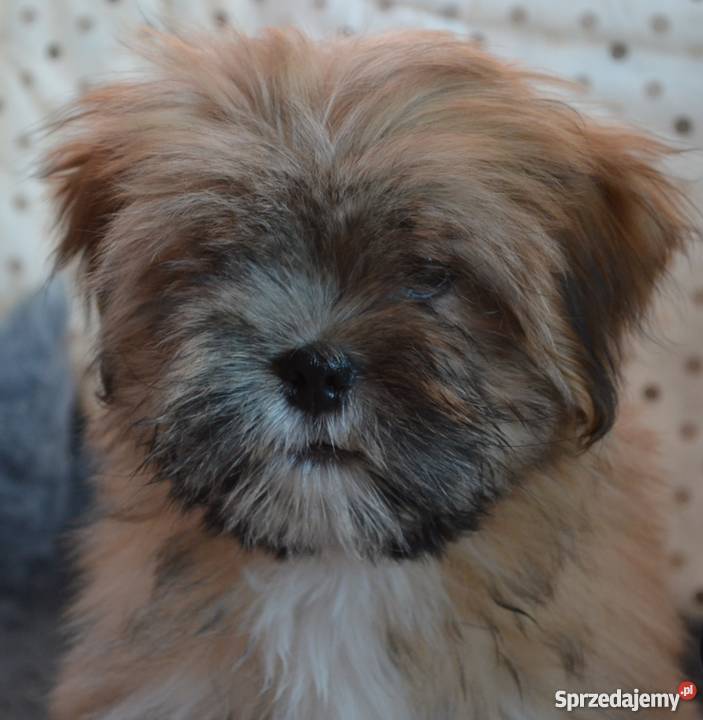 Kuzyn Shih Tzu uroczy piesek Lhasa apso Krasnystaw