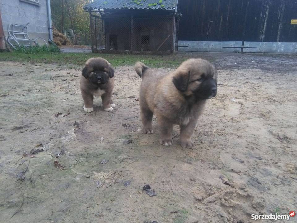 owczarek kaukaski Nowy Gołymin