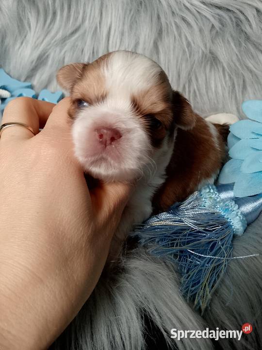 Piękny biało złoty piesek rasy ShihTzu