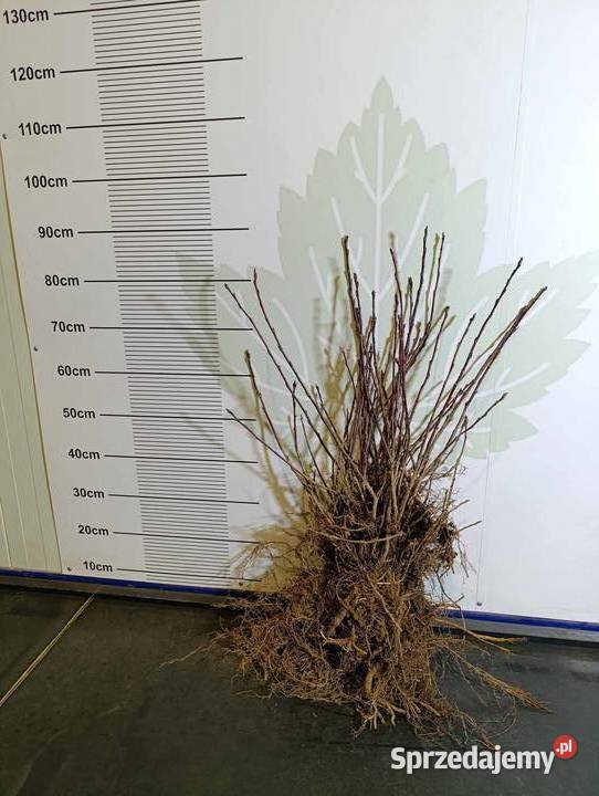 Sadzonki ŚWIDOŚLIWY olcholistnej Smokey i inne Stary Pożóg