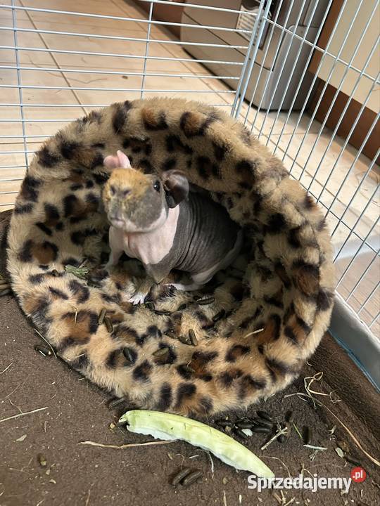 Petsitter opiekna Twojego pupila Pozostałe mazowieckie Warszawa