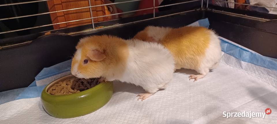 Świnki morskie rasa TEDDY 55 miesięczne samczyki Poznań sprzedam