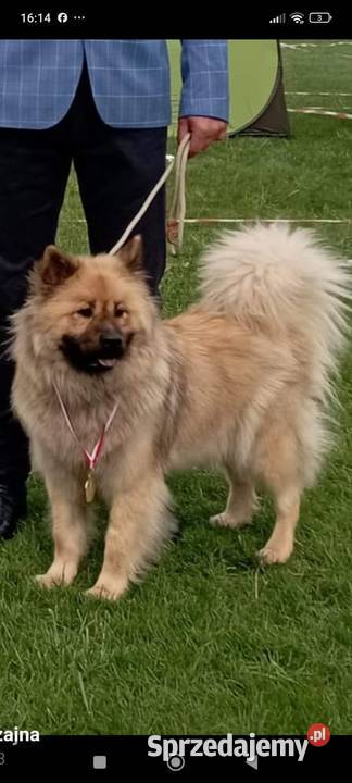 Eurasier szczeniak dziewczynka Krosno sprzedam