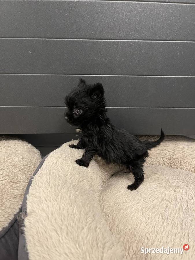 YorkShire Terrier suczka uroda lialeczki Gorzów Wielkopolski