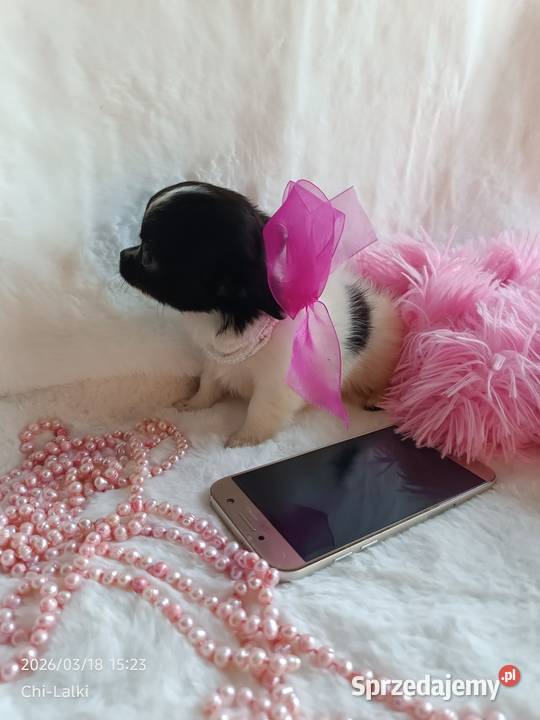 Chihuahua chłopiec samiec dlugowlosy kujawsko-pomorskie