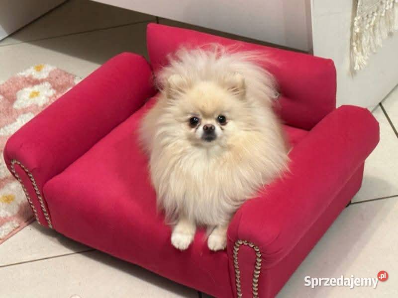 Legowisko sofa kanapa psa chihuahua pomeranian Warszawa