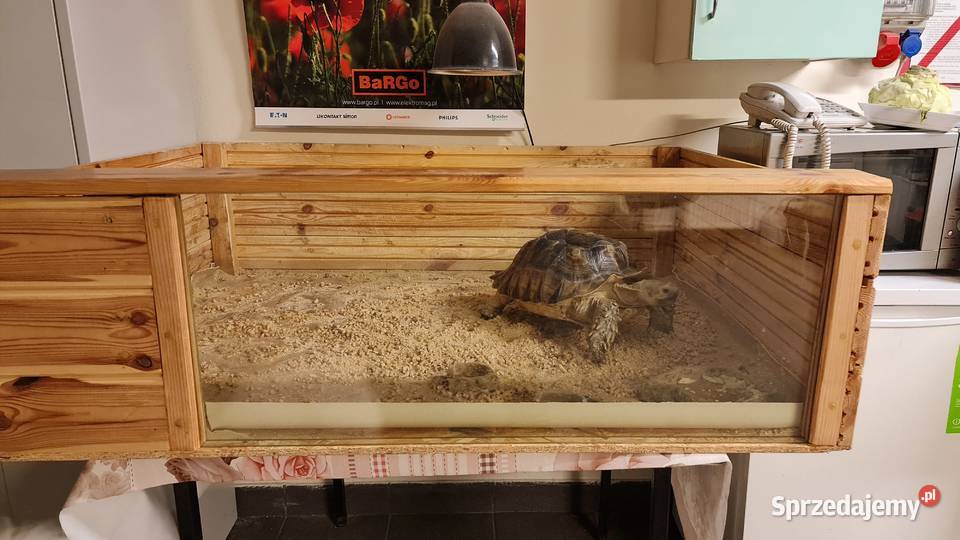 Żółw pustynny Warszawa sprzedam