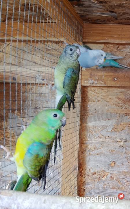 Swiergotki para sprzedam