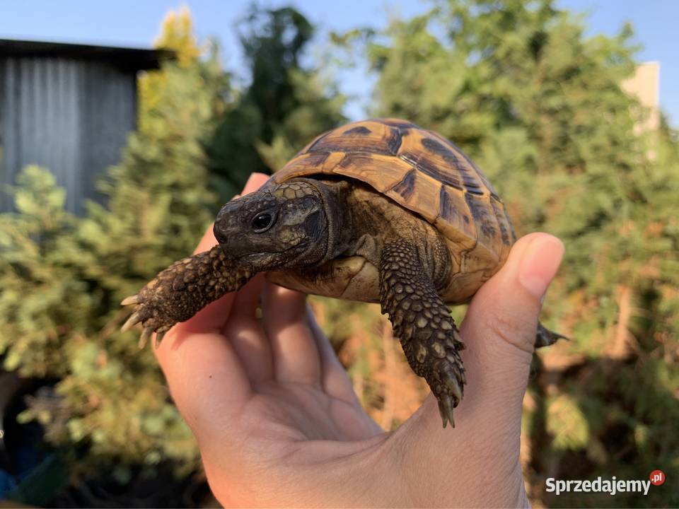 Żółw grecki żółwie greckie Warszawa