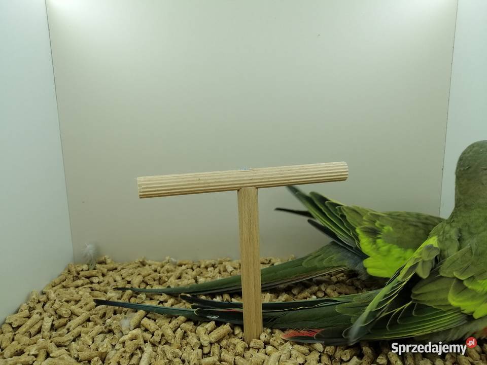 Księżniczki Walii para 20r Ptaki Sulbiny