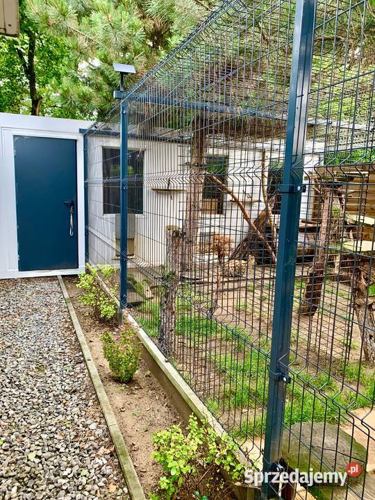 Okazja likwidacja hodowli para Serwal afrykański Czerwionka-Leszczyny