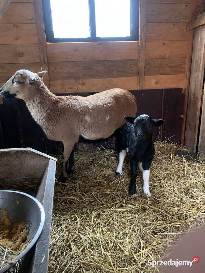 Owce Kameruńskie Baran Świętego Jakuba Kielce