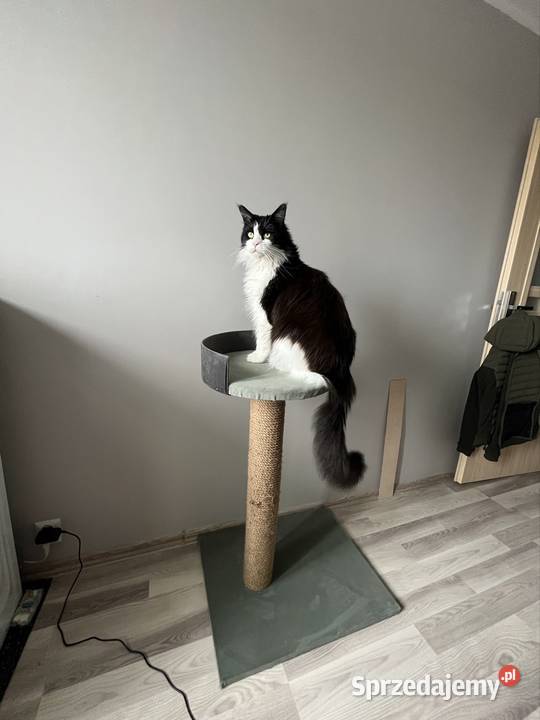 Drapak Kota Wałbrzych